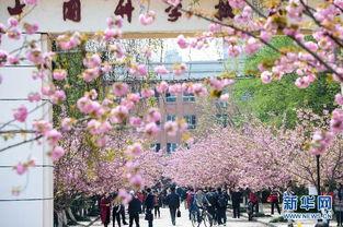 樱花校园最新大爆料,独家爆料带你探秘校园风云 第3张 樱花校园最新大爆料,独家爆料带你探秘校园风云 第3张